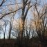 Sunlit leafless trees and branches standing closely together under a clear blue sky during late autumn or early winter