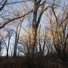 Leafless trees with textured bark standing tall under a clear blue sky with soft evening or morning light casting warm highlights