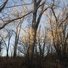 Tall leafless trees in a woodland with late afternoon sunlight casting warm light on the trunks and branches against a clear blue sky