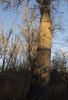 Tall tree trunk illuminated by low warm sunlight with bare branches and surrounding leafless trees under a clear blue sky