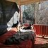 Two black and white border collies lying on a red couch covered with gray blankets on a wooden porch with leafless trees and sunlight casting shadows
