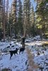 Person standing in a snowy forest clearing holding a walking stick with two black and white dogs nearby under tall evergreen trees