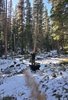 Person standing with two black dogs in a snowy forest clearing surrounded by tall evergreen trees
