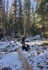 Person standing on a snowy forest floor holding a walking stick with two black dogs sniffing the ground nearby, surrounded by tall evergreen trees under a clear blue sky