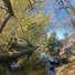 Two black dogs standing at the edge of a calm, reflective creek surrounded by trees with yellowing leaves under a clear blue sky