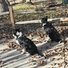Two black and white border collies sitting on a leaf-covered concrete surface near a wooden fence with a metal wire mesh under it