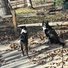 Two black and white border collies on a leaf-covered concrete patio near a wooden fence on a sunny autumn day
