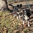 Two black and white border collies standing on a grassy patch with fallen leaves, one dog near an orange ball, and a tree trunk in the background