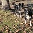 Two black and white border collies standing on a patch of grass and dirt with dry leaves scattered around, near a large tree and wire fencing