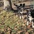 Two black and white border collies standing on grass and dirt near a tree with fallen leaves scattered around