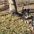 Two black and white border collies standing on grass and dirt under a tree with fallen leaves scattered around