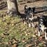 Two black and white border collies standing on grass with scattered brown leaves next to a tree trunk and a wire fence