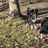 Two black and white border collies standing on a patchy grass and dirt yard next to a large tree trunk and a wire garden fence, with one dog looking at an orange ball on the ground