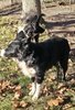 Two black and white border collies standing alert on grass with fallen autumn leaves near a tree trunk