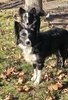 Two black and white border collies standing on grass with scattered brown leaves, one in front of a tree and the other behind it, with a small orange and blue ball near their paws