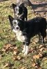 Two black and white border collies standing on grass scattered with dry autumn leaves near a large tree trunk, with one dog closer to the camera and an orange ball on the ground