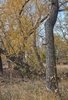 tall tree trunk with rough bark surrounded by branches with yellow autumn leaves and dry grass