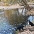 Two black and white border collies near the edge of a calm river surrounded by autumn leaves and trees