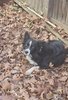 black and white border collie lying among dry brown leaves next to a wooden fence