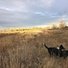 Two black and white dogs walking through a dry grassy field under a cloudy sky with trees in the distance lit by soft golden light