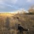 Two border collies walking through a dry grassy field with leafless trees under a cloudy sky at sunset