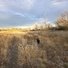 Two border collies walking through a dry grass field with leafless trees under a cloudy sky during late afternoon light