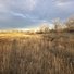 Two black and white border collies standing in a large field of tall dry grass under a partly cloudy sky with leafless trees in the background