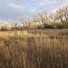 Two border collies standing in a tall dry grass field with leafless trees in the background under a cloudy sky