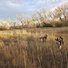 Two dogs standing in a field of tall dry grass with leafless trees in the background under a cloudy sky