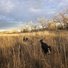 Two black and white dogs running through tall, dry grass in a field with leafless trees under a cloudy sky