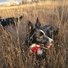 Two black and white border collies standing alert in tall, dry grass under soft evening light