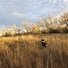 Black and white dog standing in tall dry grass with leafless trees and a cloudy sky in the background