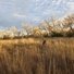 Two black and white border collies running through a field of tall dry grass with leafless trees and a cloudy sky in the background