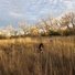 Two black and white dogs running through tall golden grass in a field with leafless trees under a cloudy sky