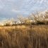 Two black and white dogs partially hidden among tall dry grass with leafless trees and a cloudy sky in the background
