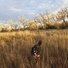 Two border collies moving through tall dry grass with leafless trees and a partly cloudy sky in the background