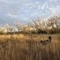 Two dogs standing in tall dry grass with leafless trees and a cloudy sky in the background