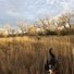 Two black and white dogs running through a tall golden-brown grass field with leafless trees under a cloudy sky