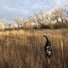 Black and white border collie walking through tall dry grass in a field with leafless trees and a cloudy sky in the background