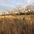 Black and white dog moving through tall dry grass in a field with leafless trees lit by soft sunlight under a partly cloudy sky