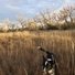 Black and white dog running through tall dry grass in a field with leafless trees under a cloudy sky