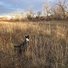 Two black and white border collies standing in tall dry grass looking toward leafless trees under a cloudy sky
