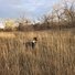black and white dog standing in tall dry grass with leafless trees and cloudy sky in the background