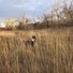 Black and white dog standing in tall dry grass in a field with leafless trees under a partly cloudy sky