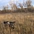 Two black and white border collies running through tall dry grass in a woodland area with leafless trees in the background under a partly cloudy sky