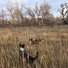 Two border collies standing in tall dry grass with leafless trees in the background under a cloudy sky