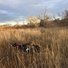 Two black and white border collies running through tall dry grass in a field with leafless trees and a cloudy sky in the background