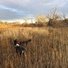 Two black and white dogs standing in tall dry grass with leafless trees and a cloudy sky in the background