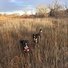 Two black and white border collies standing in tall dry grass with leafless trees in the background under a cloudy sky