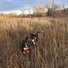 Two black and white dogs standing in tall dry grass with leafless trees in the background under a partly cloudy sky